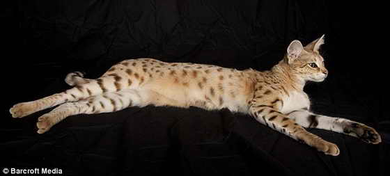 Книга рекордов Гиннеса: Самый большой кот в мире