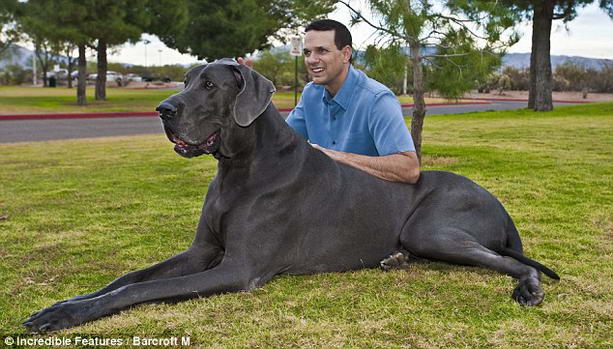 Самая большая собака в мире 2-метровый дог Джордж боится чихуахуа