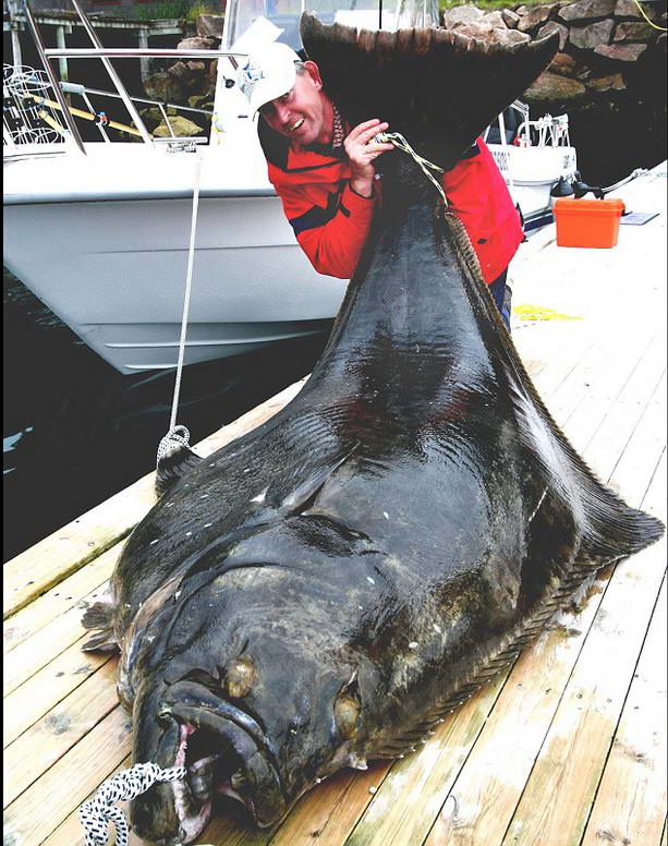 В Норвегии поймали самого большого Атлантического палтуса в мире Halibut
