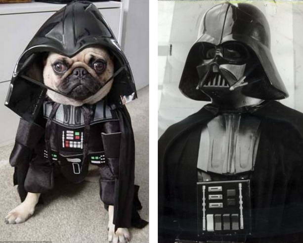 star-wars-dogs.jpg