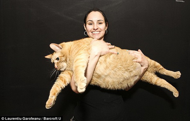 Книга рекордов Гиннеса: Самый толстый кот в мире весит 15 килограммов